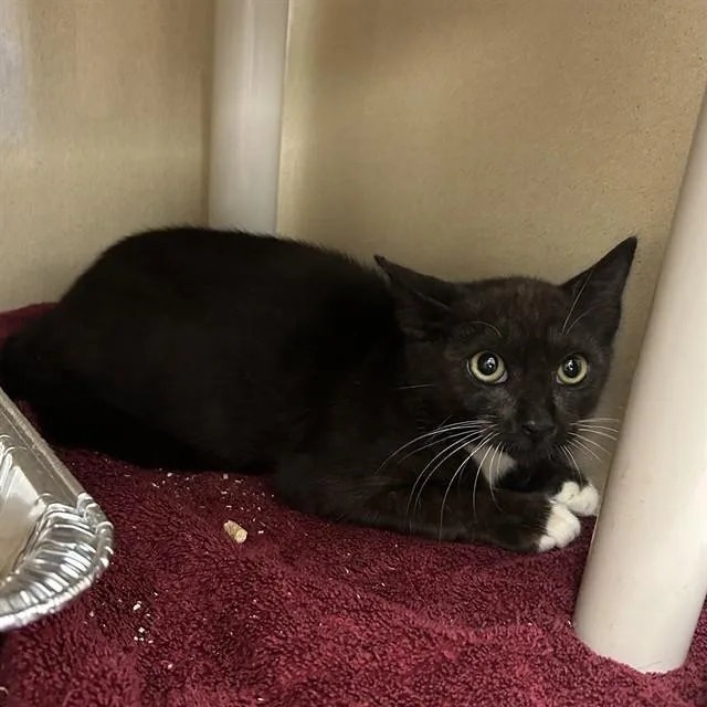A baby small-sized male Domestic Short Hair cat named Lime for adoption in Lincolnton, NC