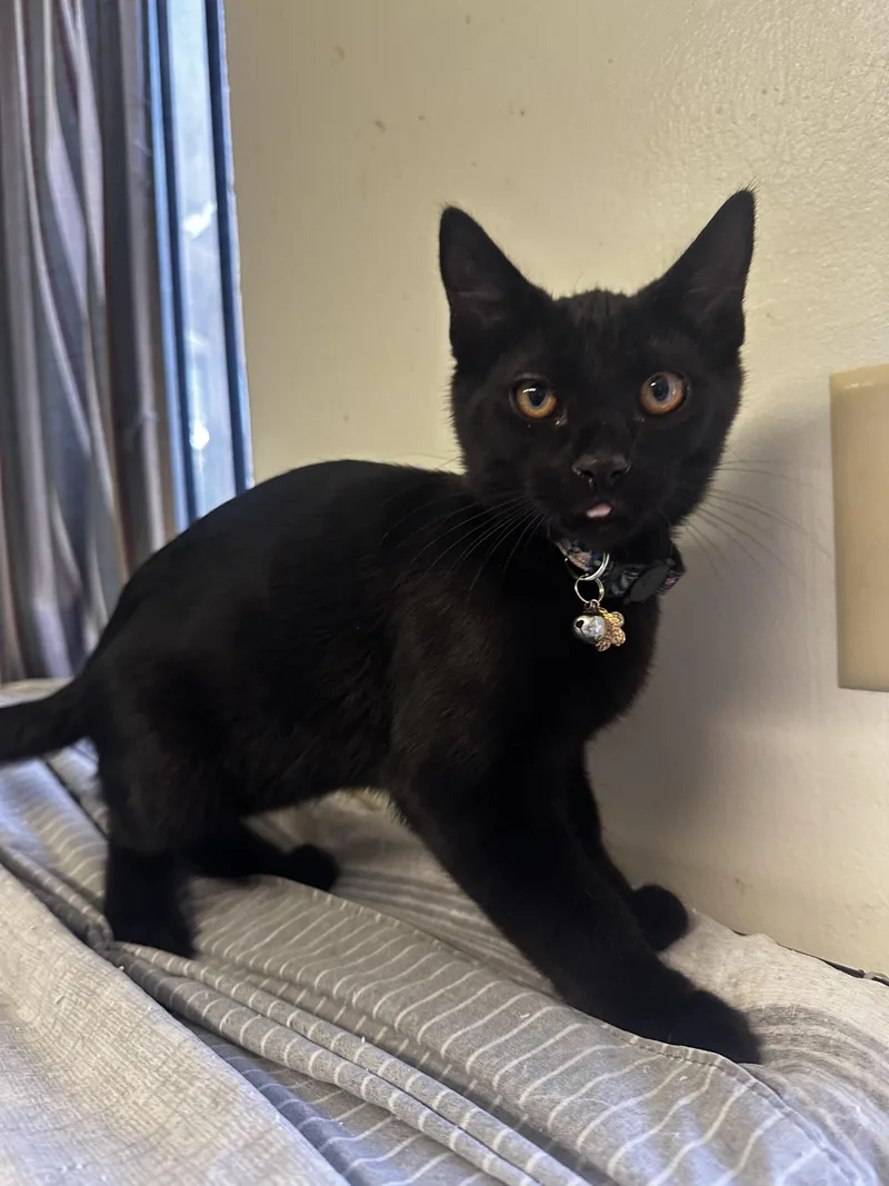 A baby small-sized male Domestic Short Hair cat named Felix for adoption in Long Beach, CA