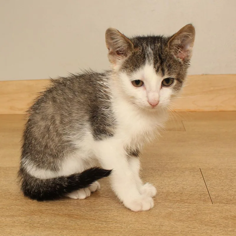 A baby small-sized male Domestic Short Hair cat named Jinx C for adoption in Minnetonka, MN