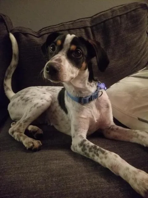 An adult medium-sized male Mixed Breed dog named Speckles for adoption in Fond Du Lac, WI