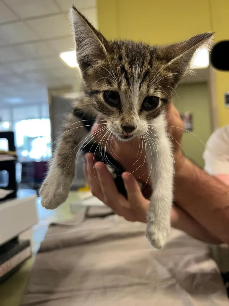 A baby small-sized female White Domestic Short Hair cat named Mayzie for adoption in Rockwall, TX
