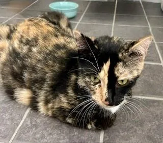 A young medium-sized female Calico cat named Sicily for adoption in Hull, MA