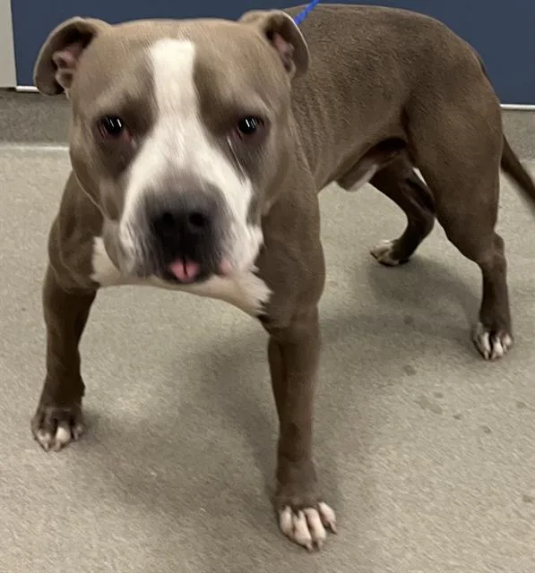 A young large-sized male Pit Bull Terrier dog named Ben for adoption in Miami, FL