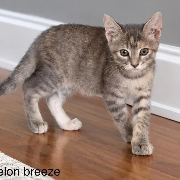 A baby small-sized female Domestic Short Hair cat named Watermellon Breeze for adoption in Auburn, CA