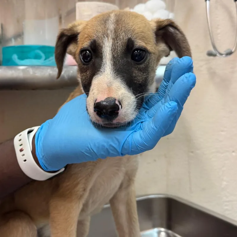 A baby small-sized male Labrador Retriever dog named Coleman for adoption in Birmingham, AL