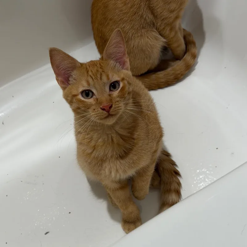 A baby small-sized male American Shorthair cat named Nugget for adoption in mount vernon, AR