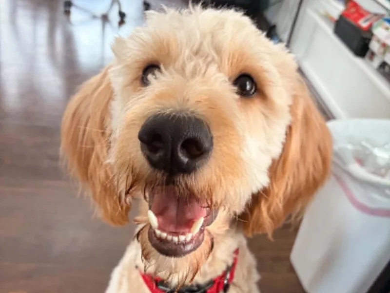 Bo