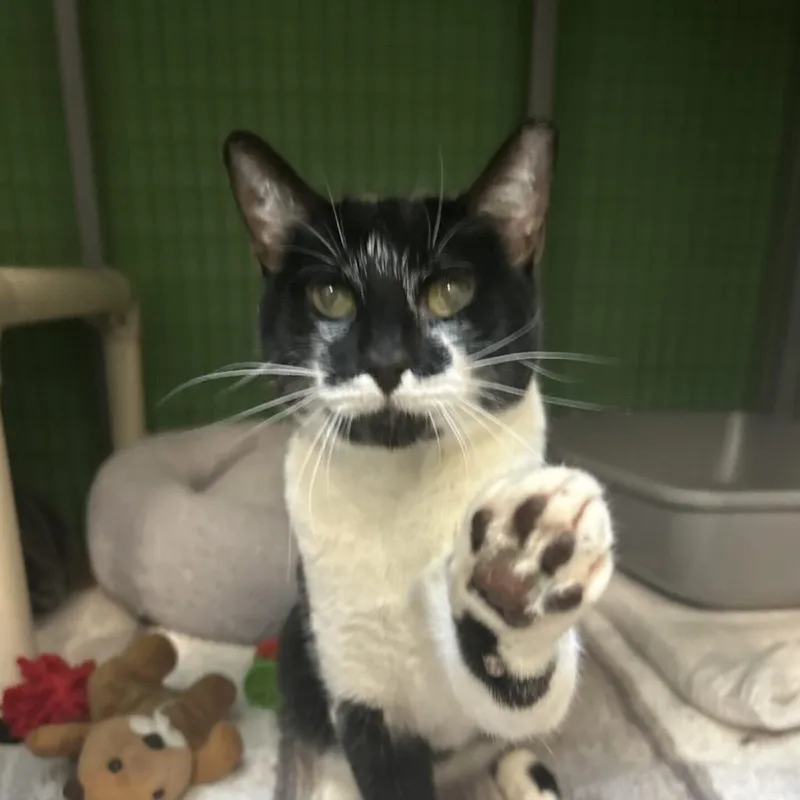 Stardust thumbnail 2