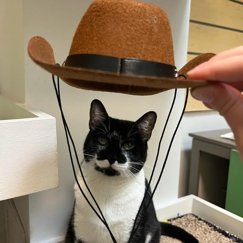 Stardust thumbnail 3