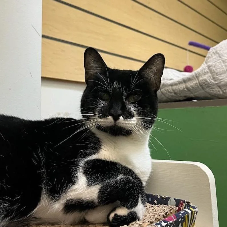 Stardust thumbnail 4