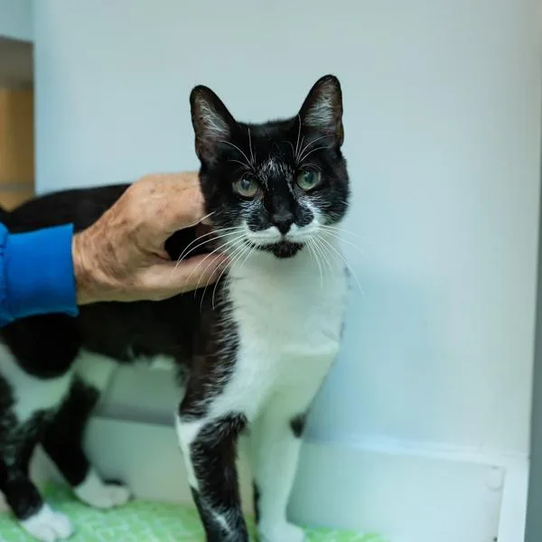 Stardust thumbnail 5