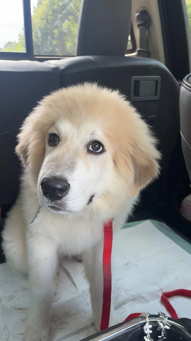 A young medium-sized male Great Pyrenees dog named Rex  months male for adoption in Sterling, MA