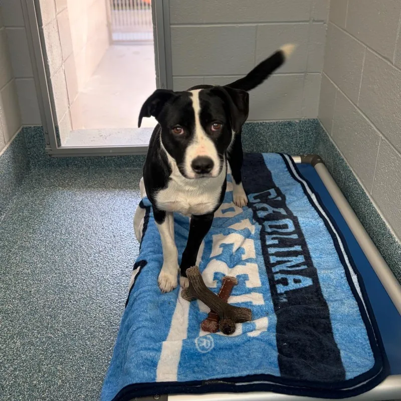 A young small-sized male Black Mixed Breed dog named Lenny for adoption in Greensboro, NC