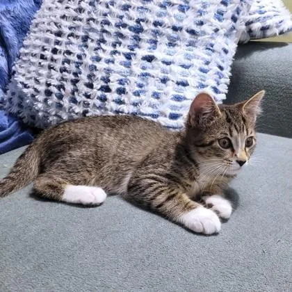 A baby small-sized female Domestic Short Hair cat named Commander for adoption in Washington, DC