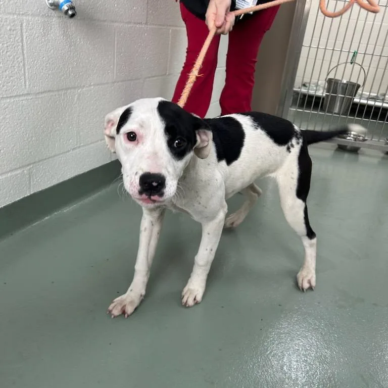 A young medium-sized female Black Pit Bull Terrier dog named Gooberella for adoption in Lyndhurst, VA