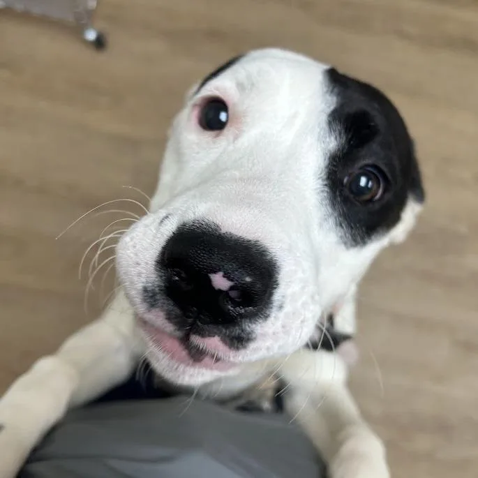 Gooberella thumbnail 3