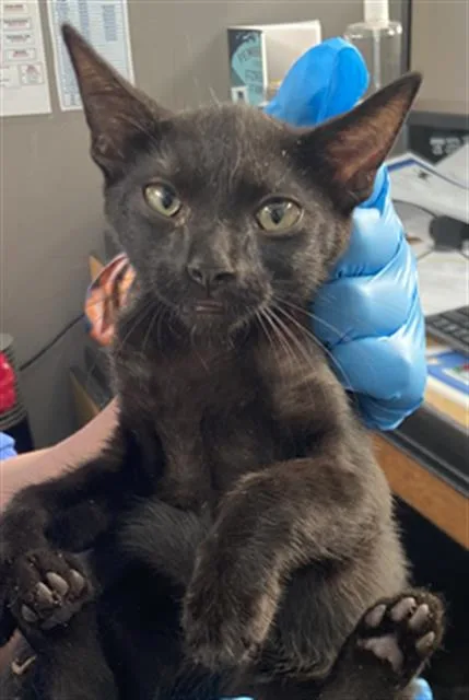 A baby medium-sized male Domestic Short Hair cat named Shinzo for adoption in Dallas, TX