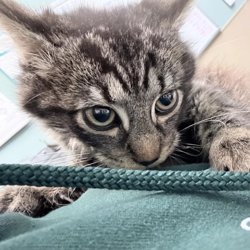 A baby small-sized male Domestic Long Hair cat named Garlic Bread for adoption in Tacoma, WA