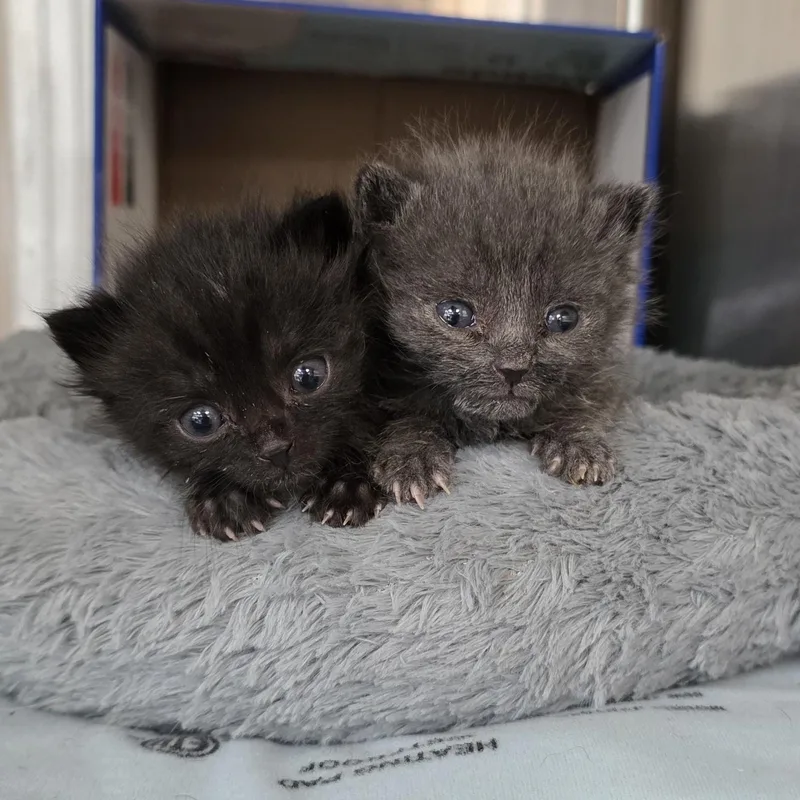 A baby small-sized male Gray / Blue / Silver Domestic Short Hair cat named Gelato for adoption in Macomb Twp, MI