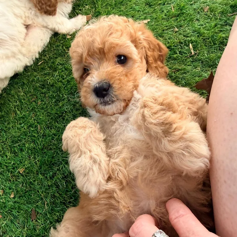 A baby medium-sized female Yellow / Tan / Blond / Fawn Poodle dog named Fleming for adoption in Huntsville, AL