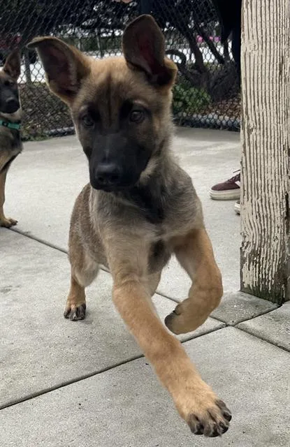 A baby small-sized male Belgian Shepherd / Malinois dog named Lions Mane for adoption in Santa Cruz, CA