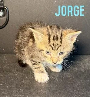 A baby medium-sized male Domestic Medium Hair cat named Jorge for adoption in Pleasanton, TX