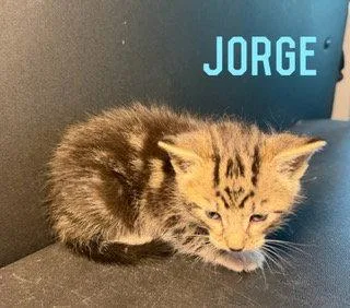Jorge thumbnail 2
