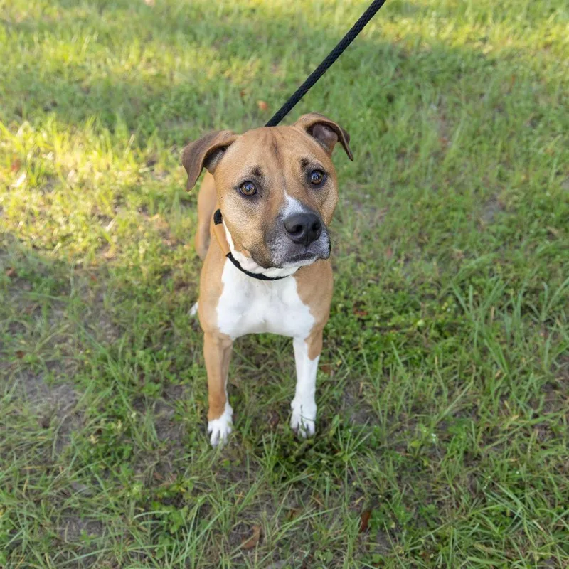 An adult medium-sized female Yellow / Tan / Blond / Fawn Mixed Breed dog named Cersei for adoption in Gainesville, FL