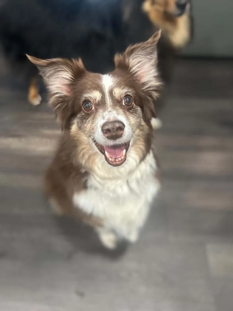 Nala
