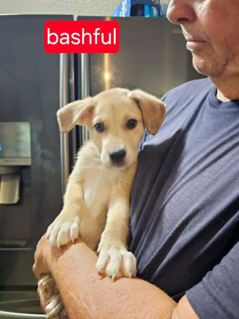 A baby medium-sized female Cattle Dog dog named Bashful for adoption in Fort Worth, TX