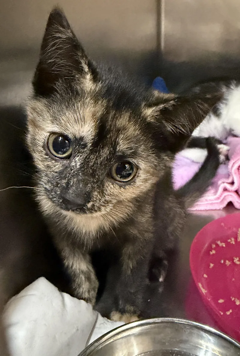 A baby medium-sized female Tortoiseshell Domestic Short Hair cat named Mary Ann for adoption in Wantagh, NY