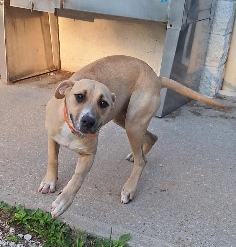 A young large-sized female Mixed Breed dog named Sunshine for adoption in Stanton, KY