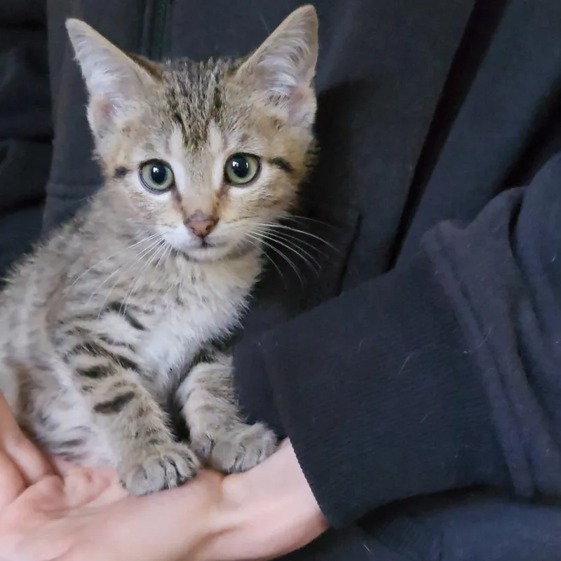 A baby small-sized male Brown / Chocolate Domestic Short Hair cat named Januari for adoption in Fredericksburg, VA