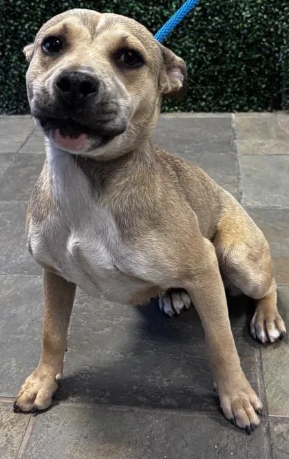 A young medium-sized female Brown / Chocolate Mixed Breed dog named 61060238 for adoption in El Paso, TX