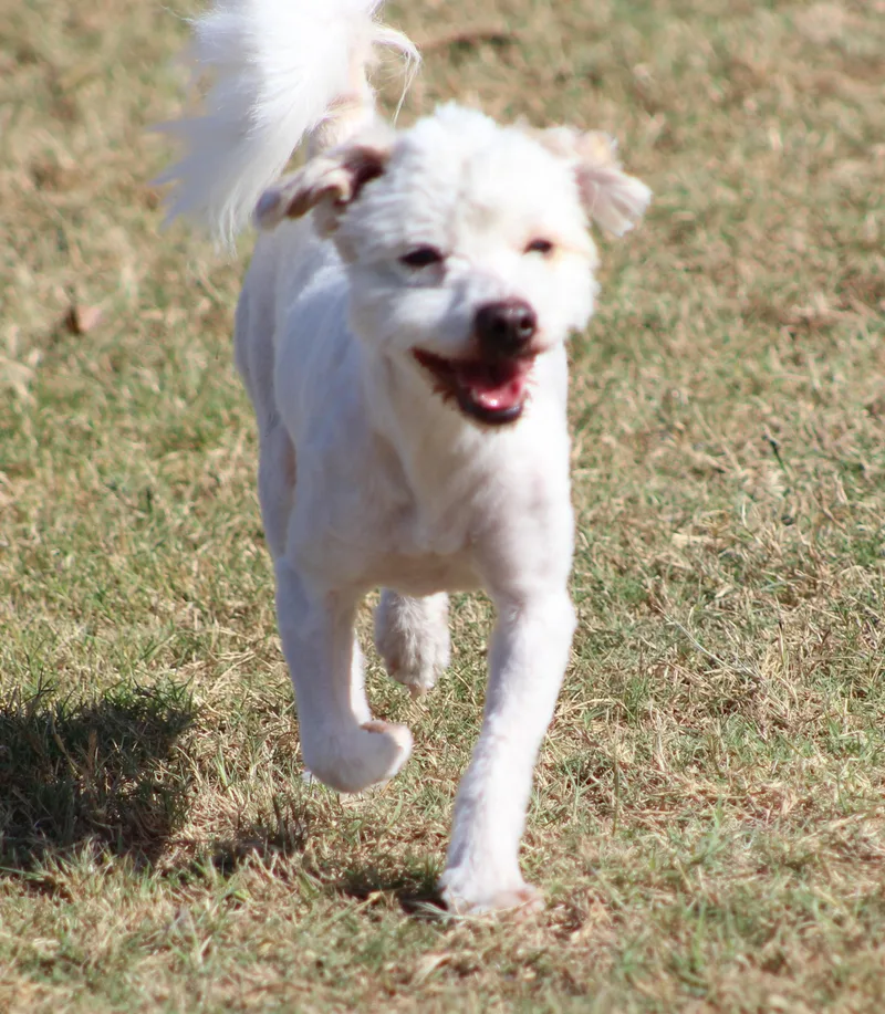 A young small-sized male White / Cream Miniature Poodle dog named Mr. Poodle for adoption in Temple, TX