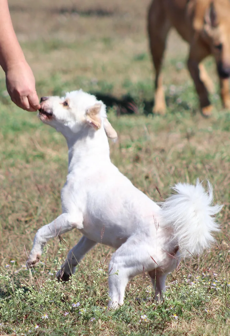 Mr. Poodle thumbnail 3