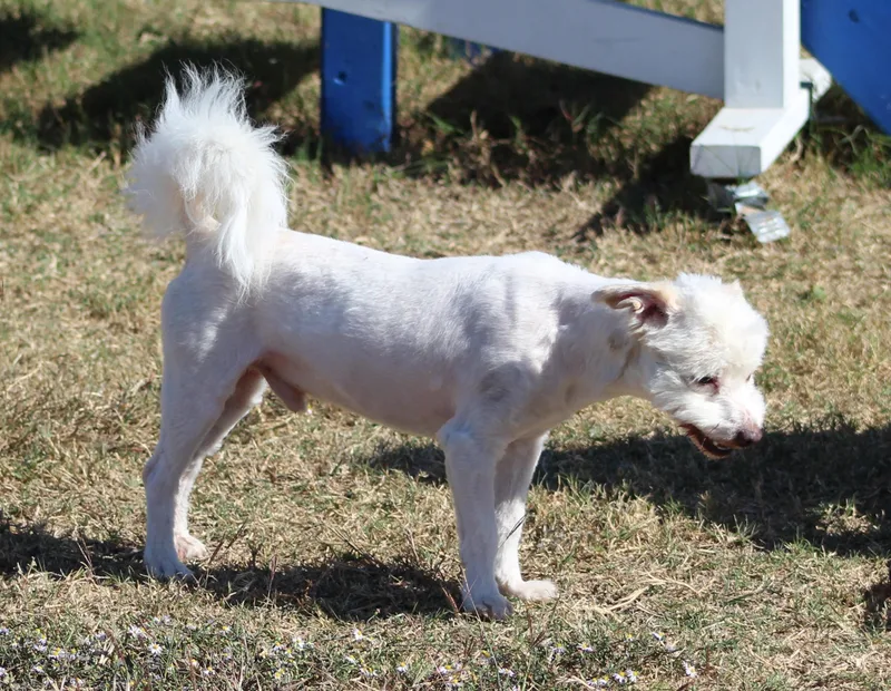 Mr. Poodle thumbnail 5