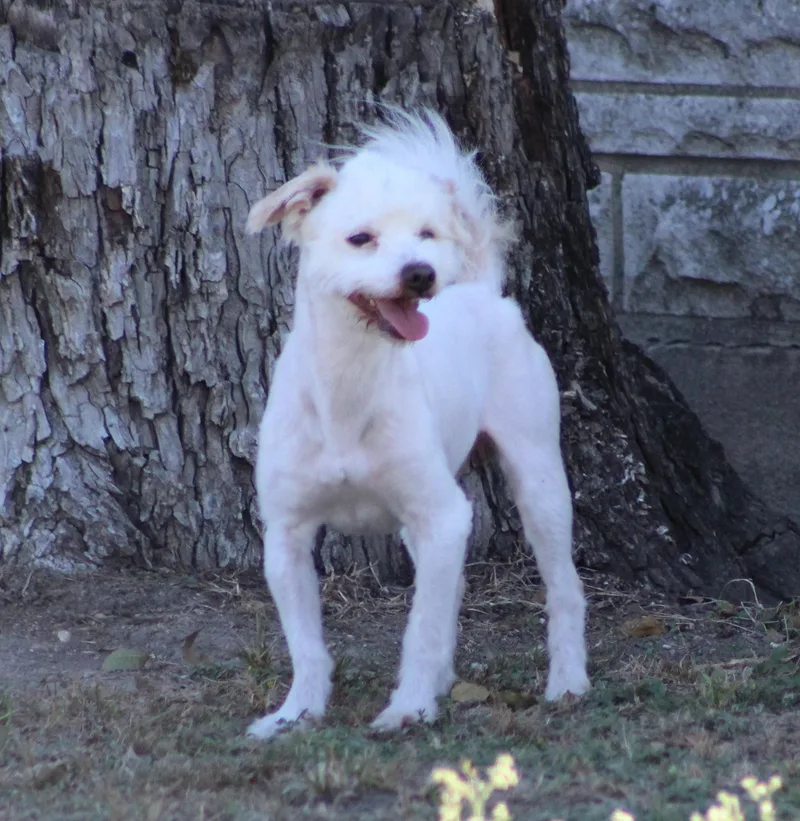 Mr. Poodle thumbnail 6