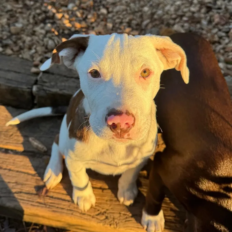 A baby small-sized male White / Cream Pit Bull Terrier dog named Grouchy for adoption in Greensboro, NC