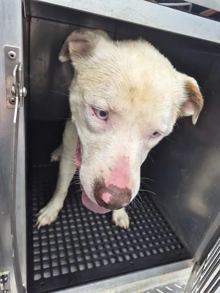 An adult large-sized male Pit Bull Terrier dog named Ic for adoption in Lawrenceville, GA