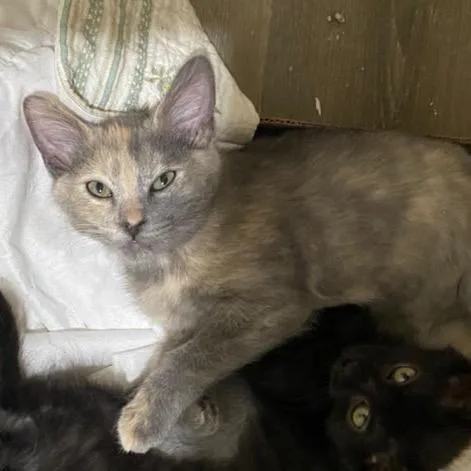 A baby small-sized male Tortoiseshell Domestic Medium Hair cat named Mustard for adoption in Pacific Palisades, CA