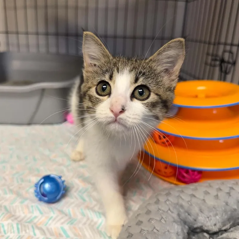 A baby medium-sized male Tabby (Buff / Tan / Fawn) Domestic Short Hair cat named Benji for adoption in Searcy, AR