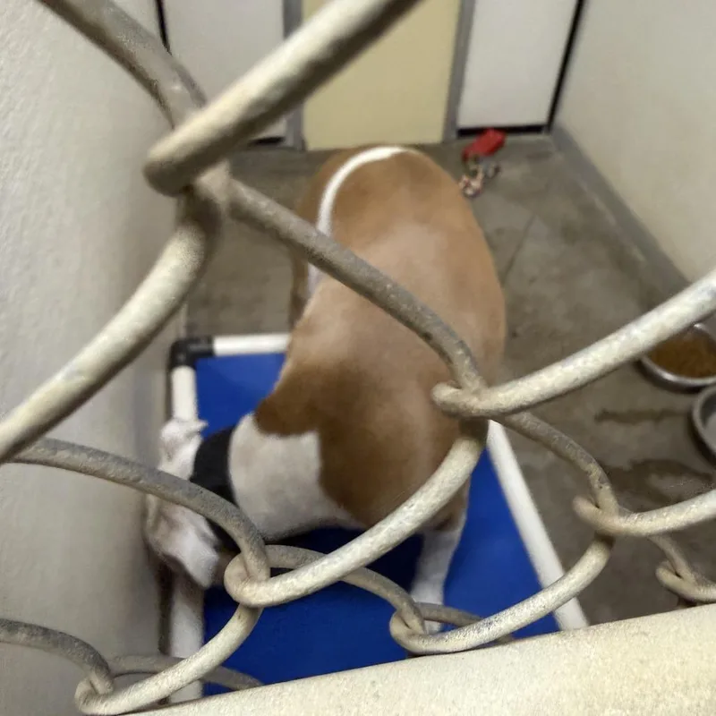 An adult large-sized male Mixed Breed dog named Jameson for adoption in Fort Bragg, CA