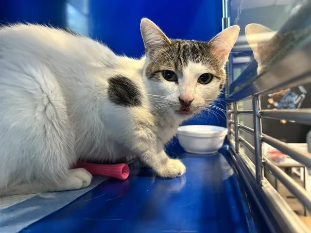 An adult small-sized male Domestic Short Hair cat named Snickers for adoption in Westminster, MD