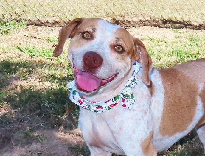 A young medium-sized female Australian Cattle Dog / Blue Heeler dog named Kate CB for adoption in Rogers, AR