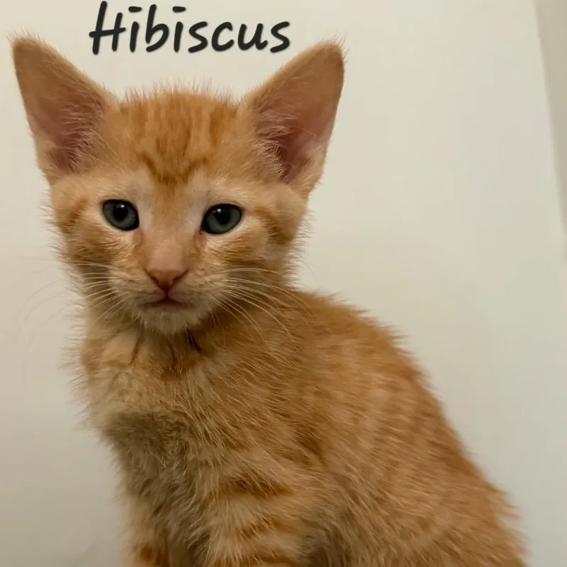 A baby small-sized female Orange / Red Domestic Short Hair cat named Hibiscus for adoption in Waldorf, MD