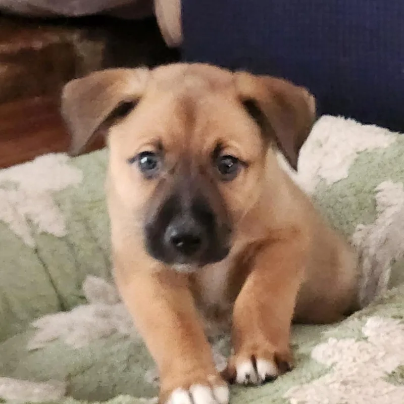 A baby medium-sized female Australian Shepherd dog named Kirstin Maldonado for adoption in Joliet, IL
