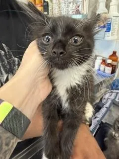 A baby small-sized female Domestic Long Hair cat named A for adoption in Haw River, NC