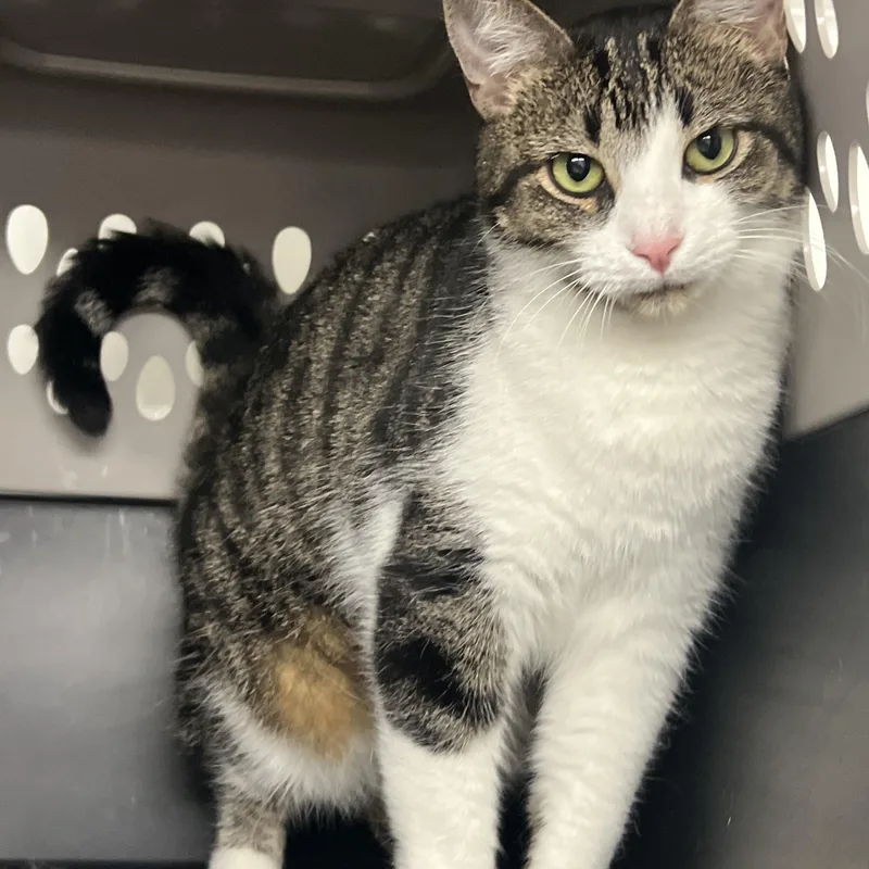An adult medium-sized male Domestic Short Hair cat named Charlie Brown for adoption in Mount Pleasant, MI