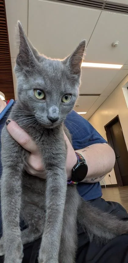 A baby small-sized male Domestic Short Hair cat named Opus for adoption in Atlanta, GA